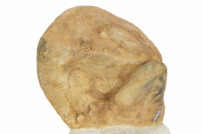 Miocene Fossil Echinoid (Clypeaster) - Taza, Morocco #174358